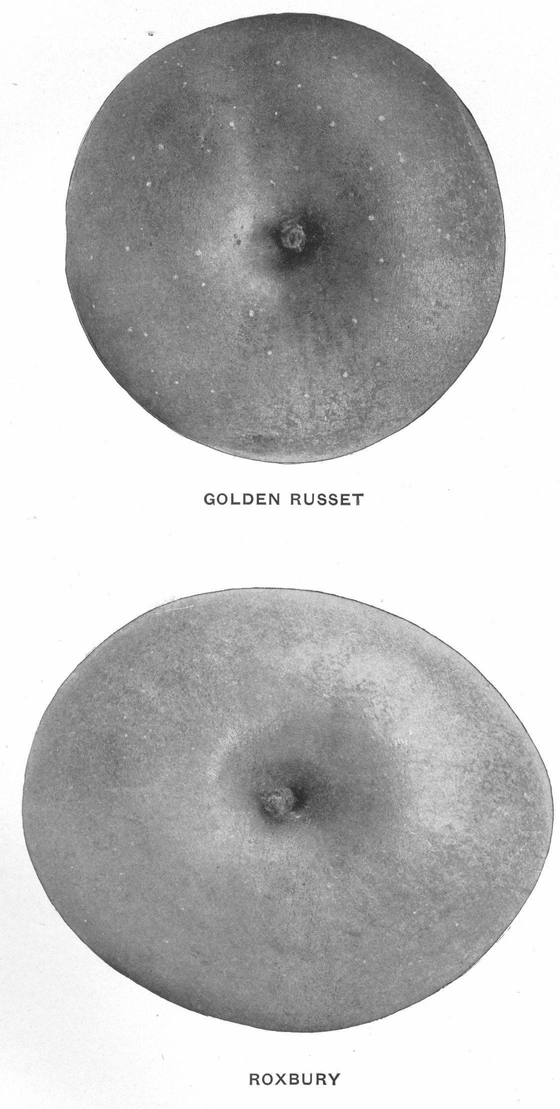 Golden vs Roxbury Russets pic