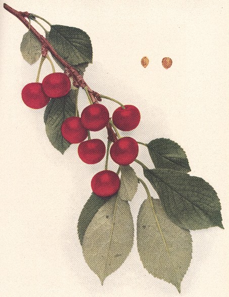 small picture of 'Early Richmond' tart cherry