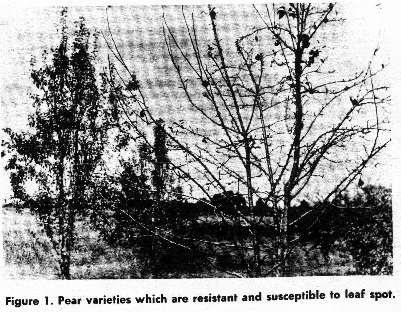 pear leafspot susceptibility range